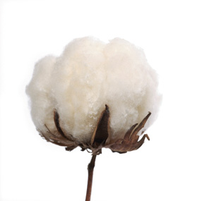 coton