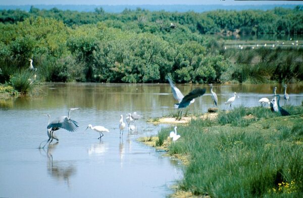 bassin-arcachon