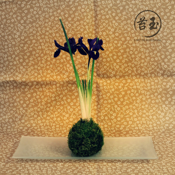 iris-kokedama