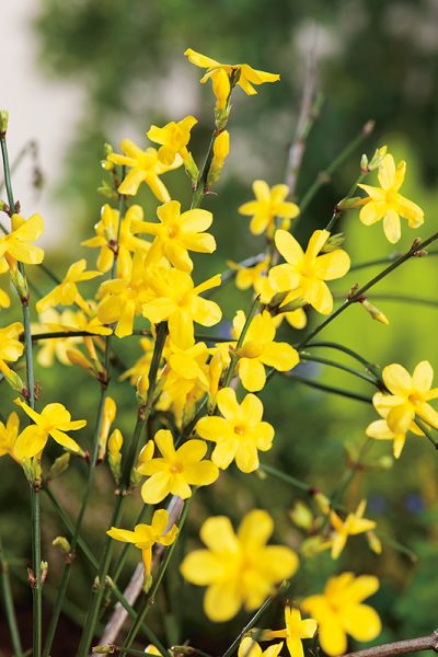 fleur-jaune-bouquet