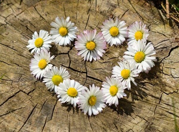 marguerite-mois-mai