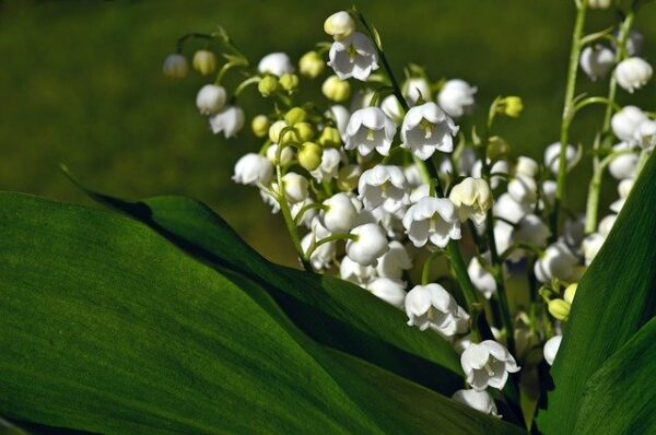 muguet-mois-mai